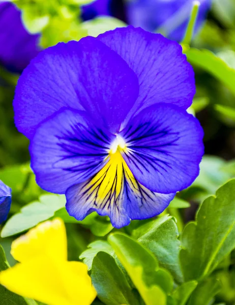 Violet pansy flower — Stock Photo, Image