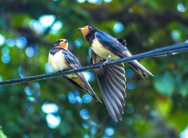 swallows sitting on wire