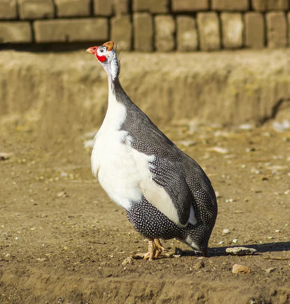 View of guinea fowl — Stock Photo, Image