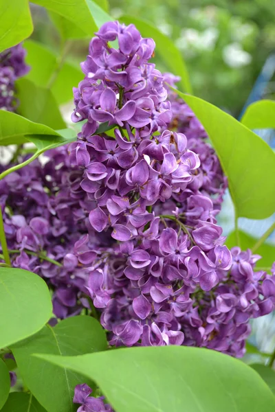 Close Beautiful Lilac Flowers Leaves — Stock Photo, Image