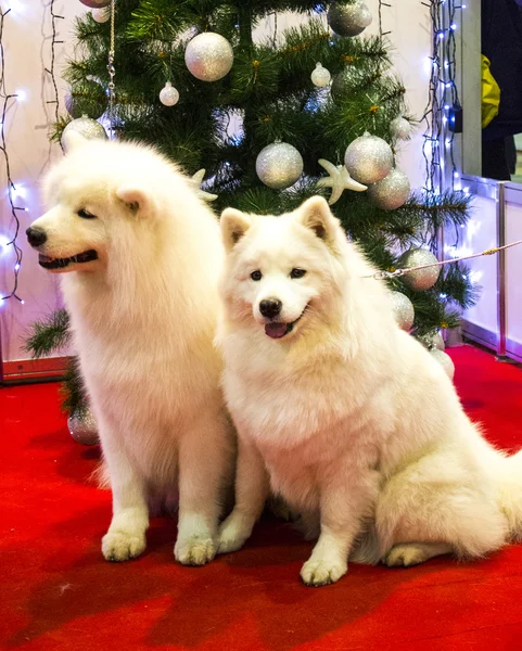 附近的圣诞装饰的萨摩耶德犬 蓬松的白狗 — 图库照片
