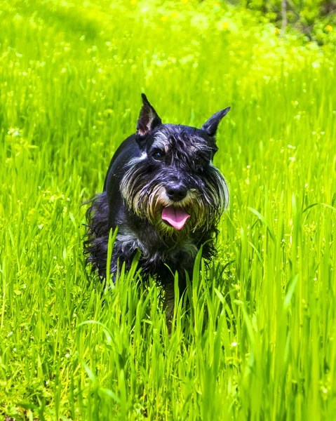 Joven mini schnauzer se encuentra en la hierba —  Fotos de Stock