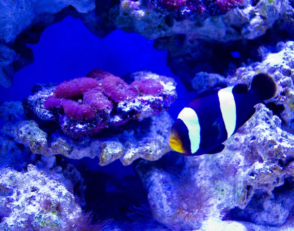 Nemo Anemonowych Ryb Owoców Morza — Zdjęcie stockowe