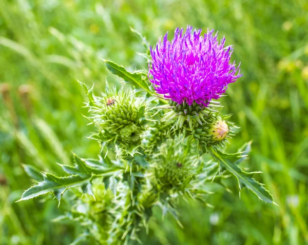 Mléčné Bodláčí Květiny Blahoslavené Mléčné Bodláčí Květiny Zavřít Silybum Marianum — Stock fotografie