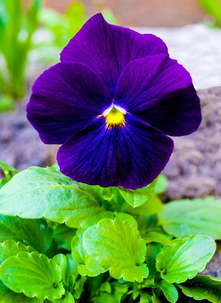 Floral Background Violet Close Violet Flower Pansies — Stock Photo, Image