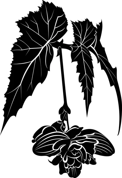 手書きインク ベゴニア植物ベクトル — ストックベクタ