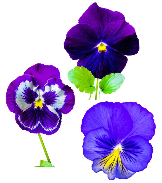 Violets flowers pansies nature — Stock Photo, Image