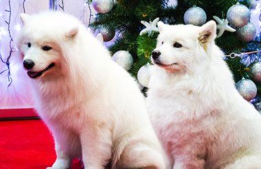 Samoyed köpek Noel dekorasyonu yakınındaki. Beyaz tüylü köpek