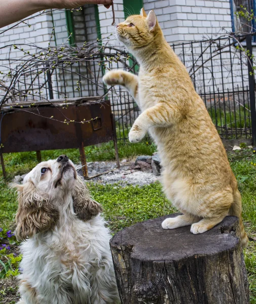 Красный Кот Собака Cocker Spaniel — стоковое фото