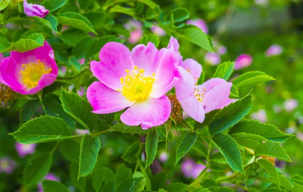 Květiny psa růže (šípky) rostoucí v přírodě — Stock fotografie