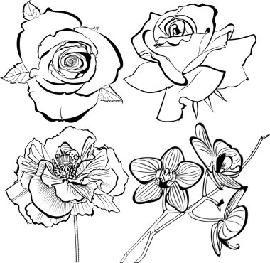 haşhaş gül orkide çiçek koleksiyonu siluet vektör