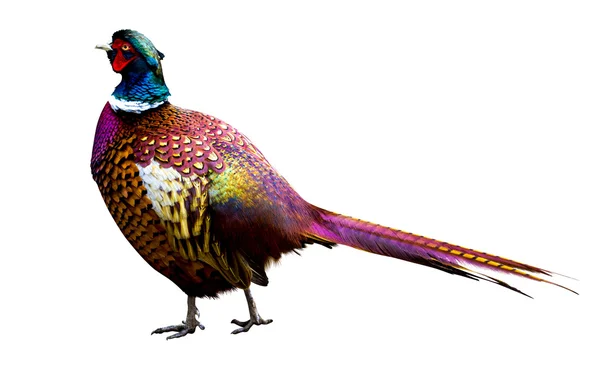 Pheasant  on white background — Stock Photo, Image