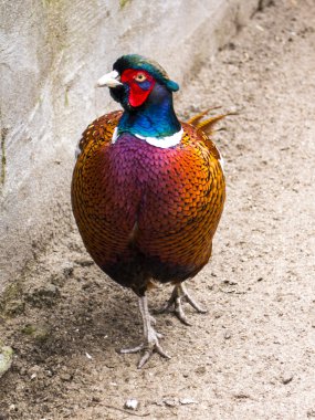 Kuşlar - ortak sülün (Phasianus colchicus) horoz