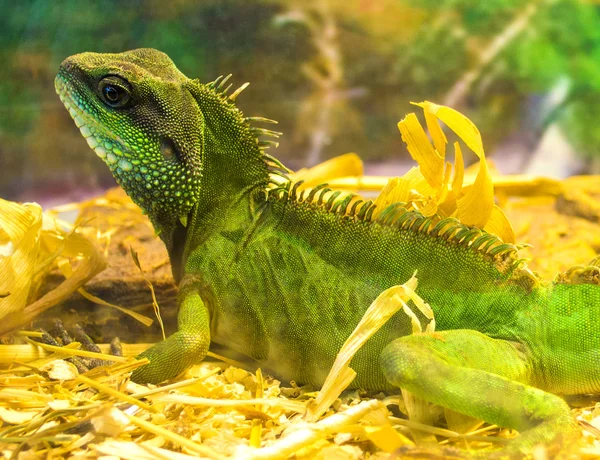 Closeup Portræt af en grøn leguan (Iguana leguana ) - Stock-foto