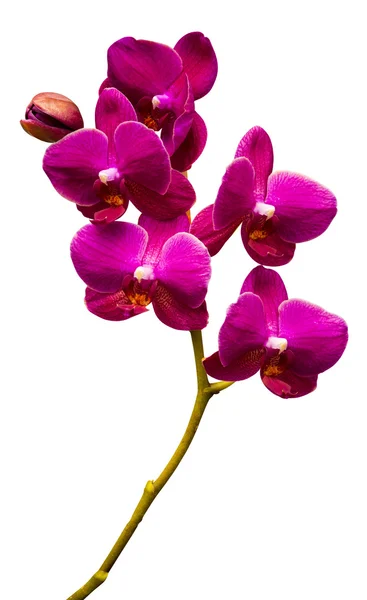 Flores de orquídeas, isoladas sobre fundo branco — Fotografia de Stock