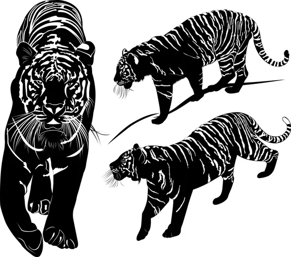 Tijger zwart-wit vector illustratie — Stockvector