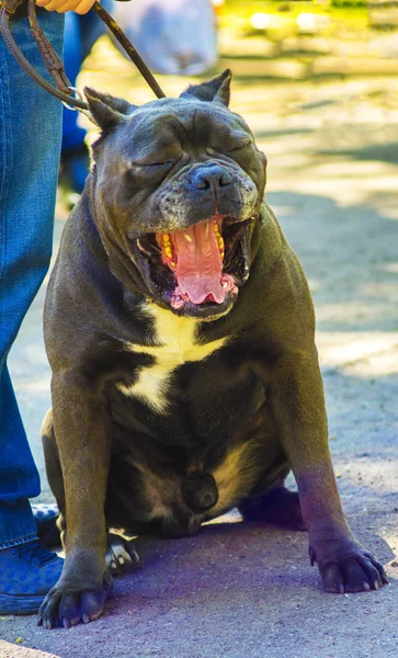 Cane Corso Black cane-corso perro está en un collar metálico y soportes de correa en el campo —  Fotos de Stock
