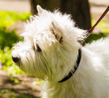 Batı Highland Beyaz Teriyeri