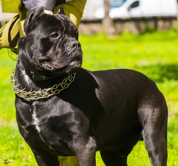 Bastón Corso perro de pie en la hierba —  Fotos de Stock