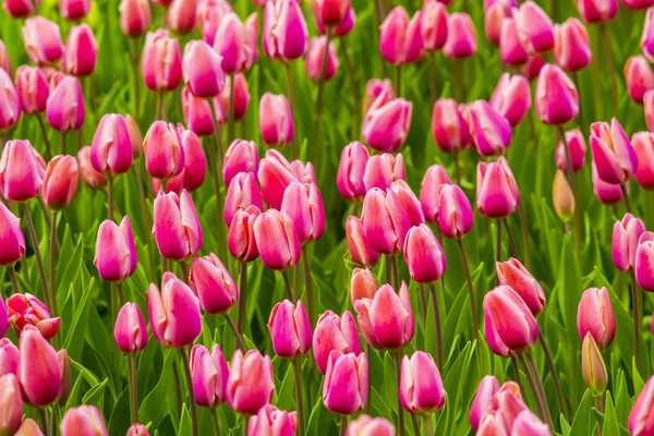 Schöner Strauß rosa Tulpen im Frühling Flora natürliches Konzeptfeld — Stockfoto