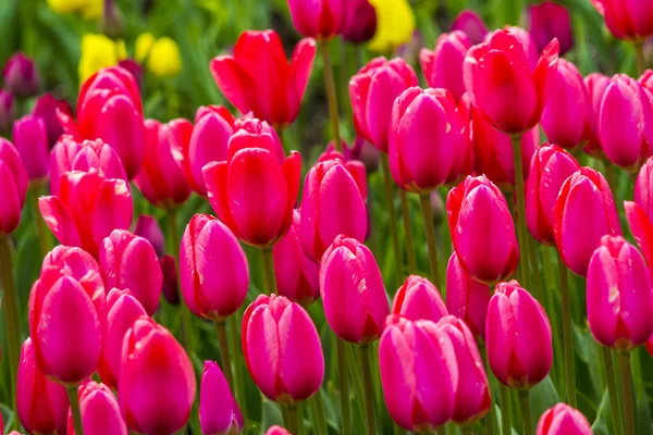 Tulpen Auf Einem Feld Frühling — Stockfoto