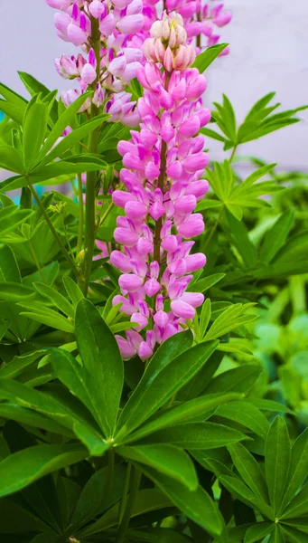 Purple Pink Lupin Queen Anne Lace Flowers Beautiful Meadow — Stock Photo, Image