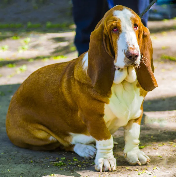 Czystej krwi idealny pies Basset Hound siedzi w trawie — Zdjęcie stockowe