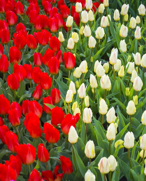 Tulpenfeld Blumen Tulips Red Und White Tulips Background Farben Von — Stockfoto