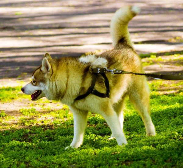 Huskies Huskies Kutya Fajták Kedvtelésből Tartott Kutya Portré Kedvenc Kutya — Stock Fotó