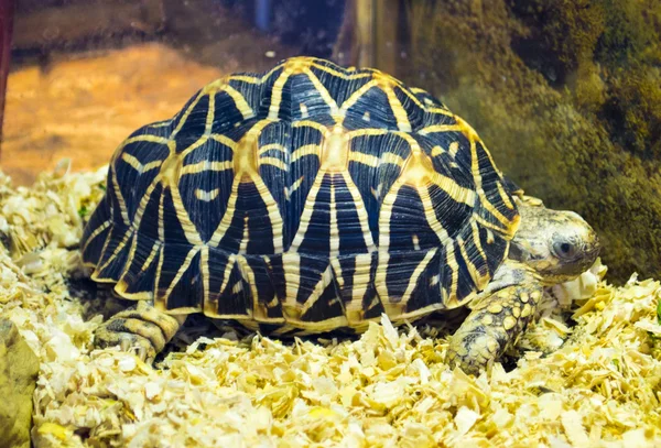 Indiai csillagteknős. Teknős. Kis teknős veszélyeztetett. A-teknős — Stock Fotó