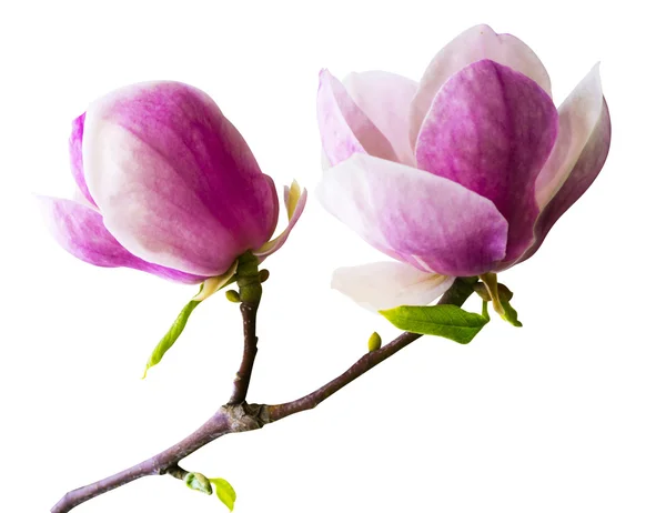 Decoración de pocas flores de magnolio fotos de stock, imágenes de  Decoración de pocas flores de magnolio sin royalties | Depositphotos