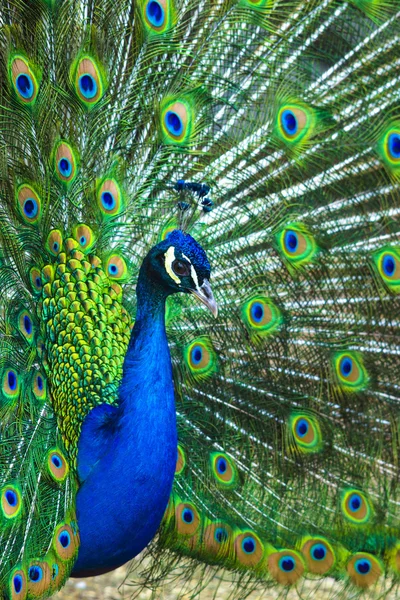 Peacock. peafowl.  Beautiful spread of a peacock. beautiful peac — Stock Photo, Image