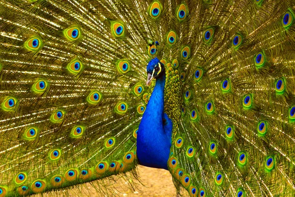Peacock. peafowl.  Beautiful spread of a peacock. beautiful peac — Stock Photo, Image