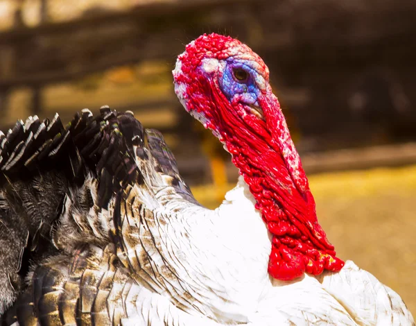 turkey. Bird turkey. Poultry turkey. bird turkey farm. Portrait of turkey bird.
