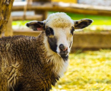 kuzu. Çiftlik hayvanları kuzu. Hayvan kuzu. Hayvan çiftliği kuzu. Kameraya bakarak beyaz kuzu.