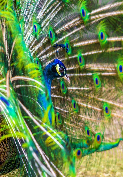 Peacock. peafowl.  Beautiful spread of a peacock. beautiful peac — Stock Photo, Image