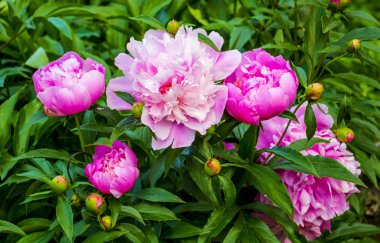 Peonies. Şakayık çiçekleri. çiçek açan Şakayık çiçekleri fışkın. çiçek açan Şakayık çiçekleri.