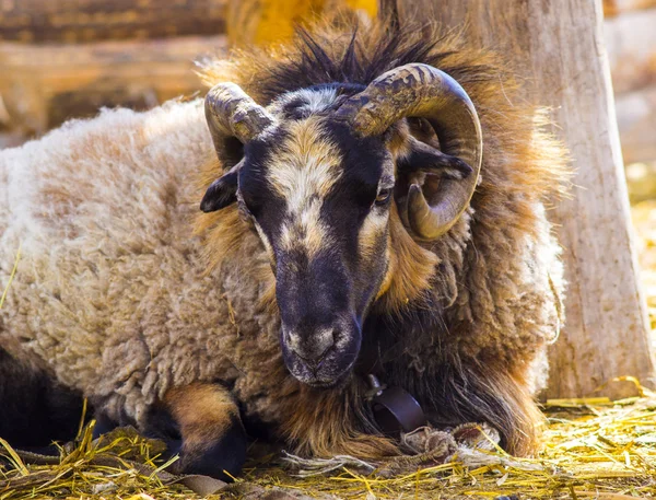 Un carnero. Big Horn Sheep. carnero de oveja de cuerno grande mirando por encima de una cornisa un — Foto de Stock