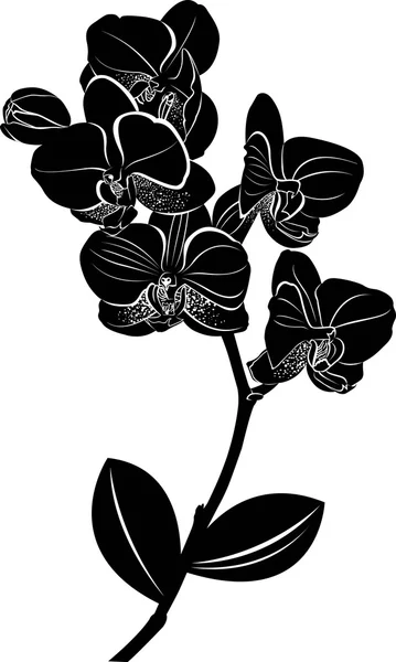 Orchideje. vektorové ilustrace. Izolované orchideje na bílém pozadí. Orchideje. Květy orchidejí. — Stockový vektor