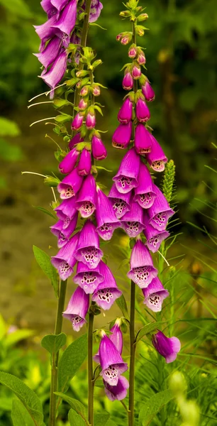 Foxglove. Close-up of a stem full of Foxglove flowers on full bloom. The plants are well known as the original source of the heart medicine digoxin. — Stock Photo, Image