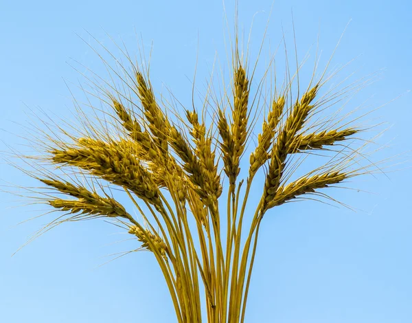 ears of wheat. ears of wheat on a blue background