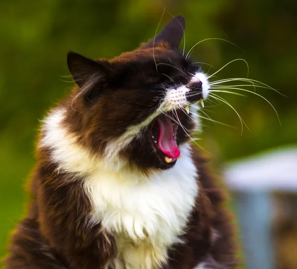 怒っている猫です。猫。ペットの猫のお気に入り. — ストック写真