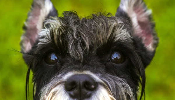 ミニチュア ・ シュナウザー。ミニチュア ・ シュナウザーを目します。犬の好きなペット ミニチュア ・ シュナウザー — ストック写真