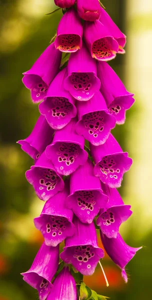 Foxglove Крупный План Стебля Полного Цветов Foxglove Полном Цвету Растения — стоковое фото