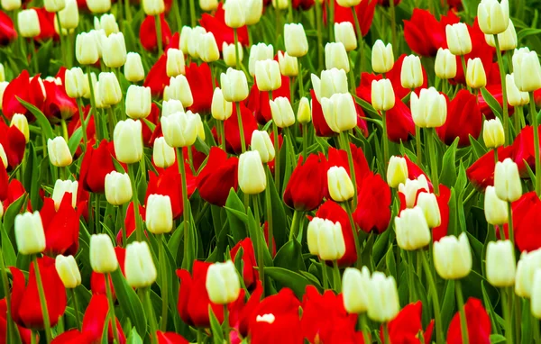 Champ de tulipes. tulipes rouges et blanches. fleurs de tulipes . — Photo