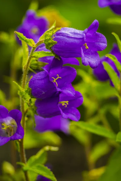 Autiful Bluebell Flowers Rain Drops Green Blur Background Beautiful Bluebell — Stock Photo, Image