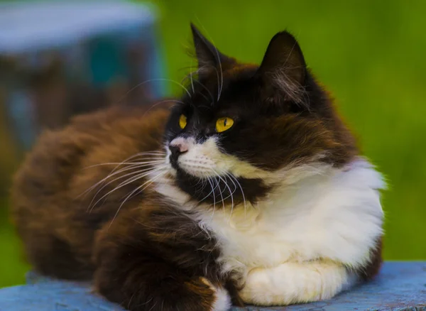 Kedi. Kedi kameraya bakıyor. Yeşil gözleri, siyah kedi bacaklar, Kedi odada, ışık, sevgi dolu kedi, siyah kedi, baş kedi closeup kedi kedi ile kara kedi — Stok fotoğraf