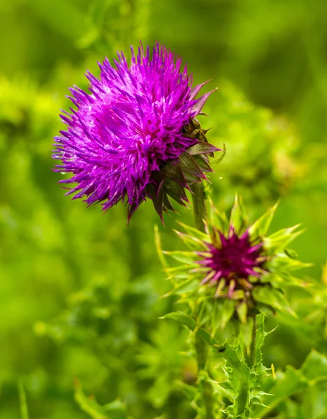 Cardo. flor de cardo de leite rosa em flor na primavera. Flor de cardo único em flor no campo. Flor de cardo rosa — Fotografia de Stock