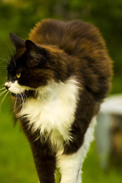 Kat Kat Camera Kijken Zwarte Kat Met Groene Ogen Zwarte — Stockfoto