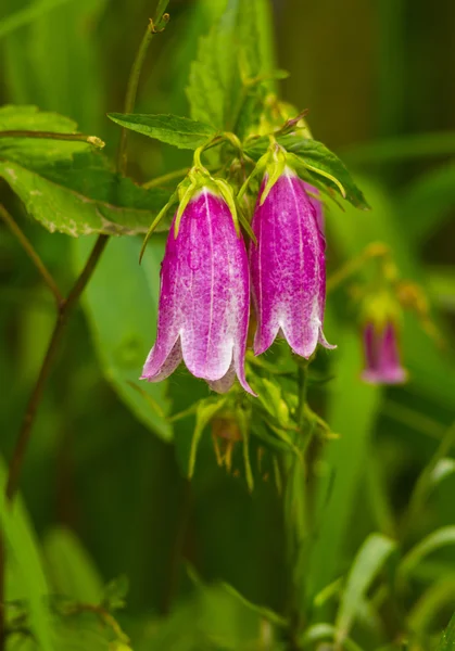 Blåklocka Blommor Med Regn Droppar Grön Suddig Bakgrund Vackra Blåklockor — Stockfoto